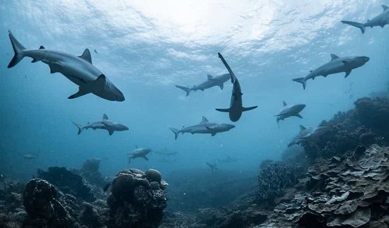 Underwater camera technology improves shark population assessment